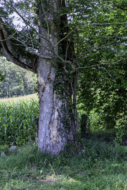 在植被和玉米作物之间的白垩树干的特写。这棵树在照片的左上方长出了一根大树枝图片下载