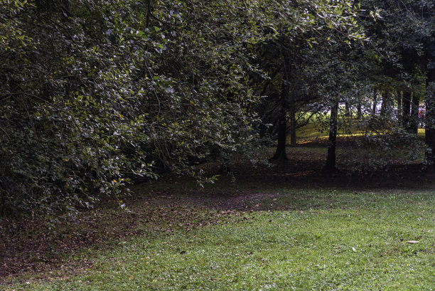 在一个公园的一个小森林的开始的照片。在左边你可以看到树叶和树枝，背景是一棵小树的树干。前景是草地图片下载