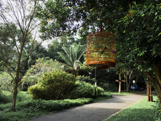 公园里挂在树枝上的笼子里的鸟图片下载