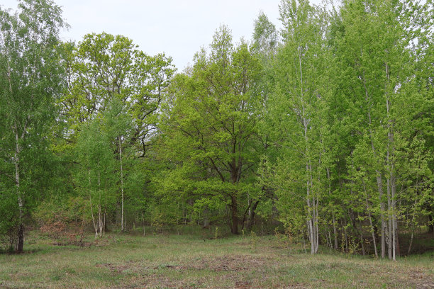 春天,欧洲森林。图片下载