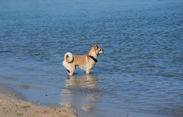 一只戴着项圈的可爱吉娃娃狗站在海边眺望远方图片下载