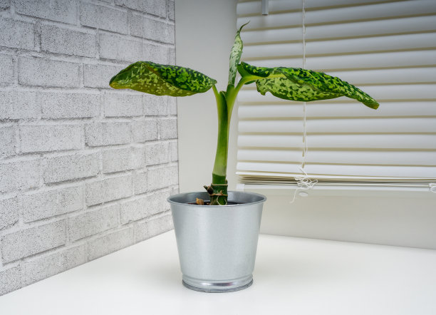 Dieffenbachia Reflektor是热带开花植物的一个属图片下载
