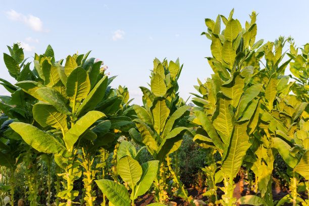 夏季早晨，开花的烟草茎对着天空图片下载
