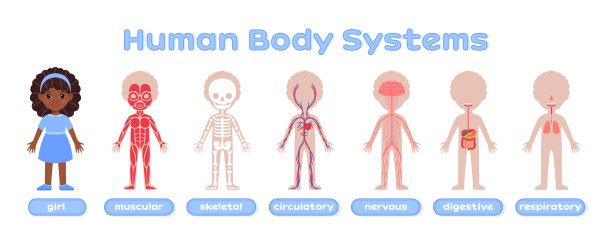 黑色可爱的非洲女孩人体系统海报图片下载