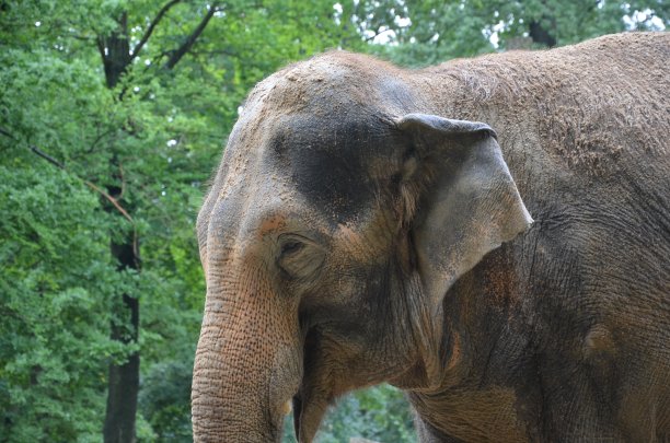 大象悲伤地玩着一个轮胎和一个拴在链子上的球。混凝土湿的地板上。是在头、脚和尾巴的细节上撒沙子吗图片下载