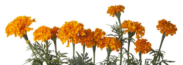 El Día de Muertos和万圣节的传统属性的照片图片下载