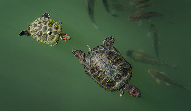 两只红耳龟和鱼一起在翠绿色的水中游泳。美丽的池塘称为大湖植物园公园南部文化天狼星(阿德勒)索契。图片下载
