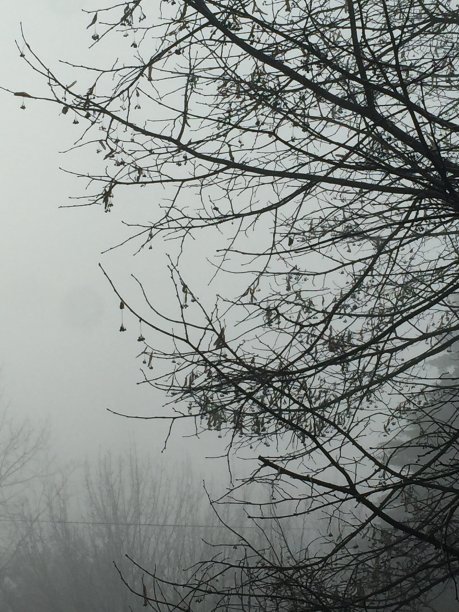 冬天的树枝图片下载