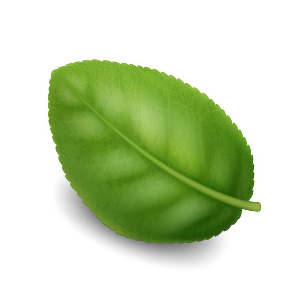 蓝莓灌木分枝天然绿叶向量图片下载