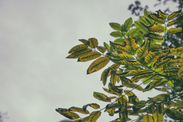 成都秋天的金叶图片下载