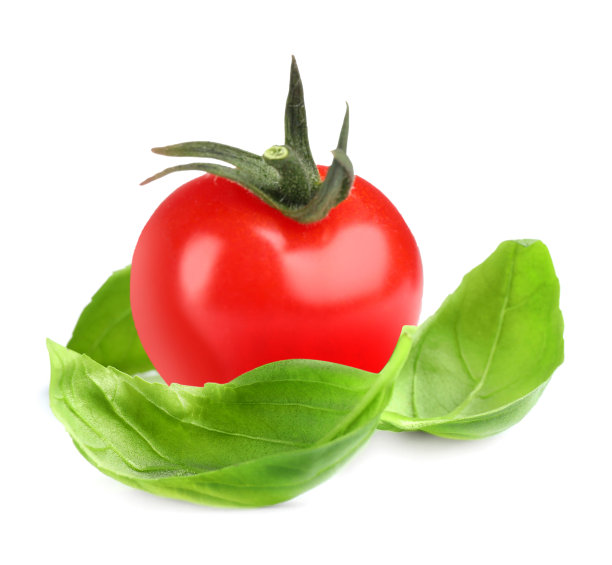 新鲜罗勒叶和有机番茄分离的白色图片下载