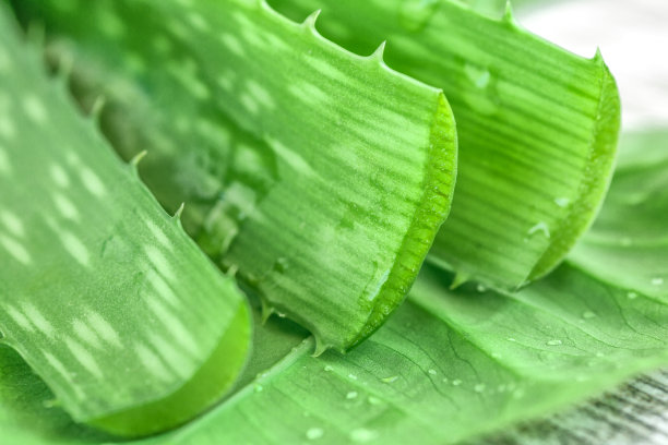木制背景上有果肉的芦荟片。芦荟精油或含有芦荟切片的血清。护肤护发理念。芦荟叶片滴图片下载