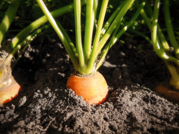 胡萝卜在菜园的土壤中生长的特写镜头图片下载
