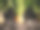 胡萝卜在菜园的土壤中生长的特写镜头图片下载