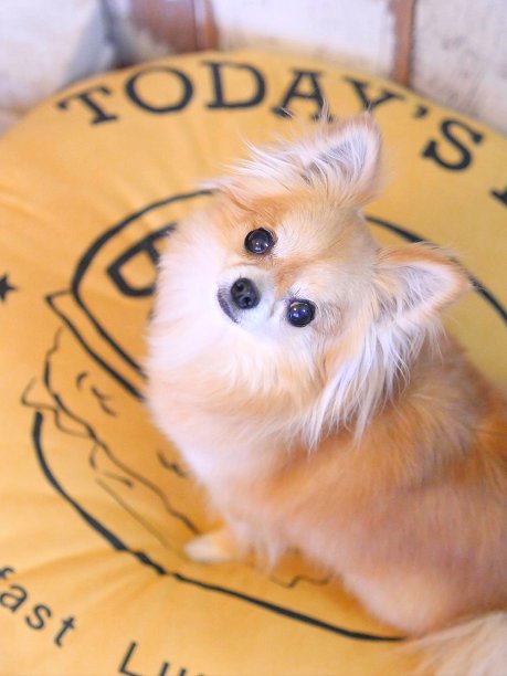 看着镜头，狗，吉娃娃图片下载