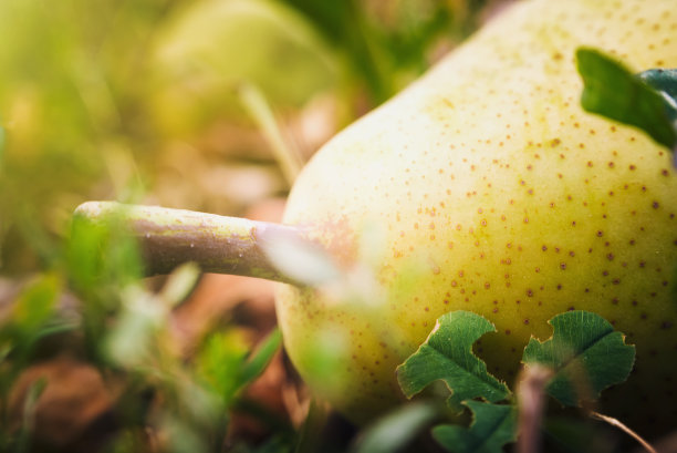 黄色健康的有机梨在地上图片下载