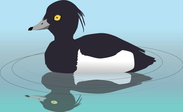 簇绒鸭图片下载