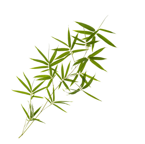 竹叶与修剪路径孤立在白色图片下载