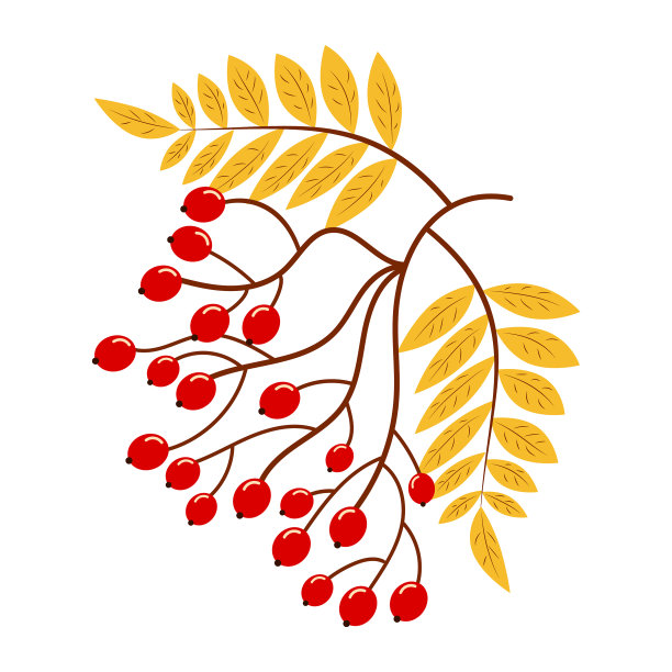 花楸树枝图片下载