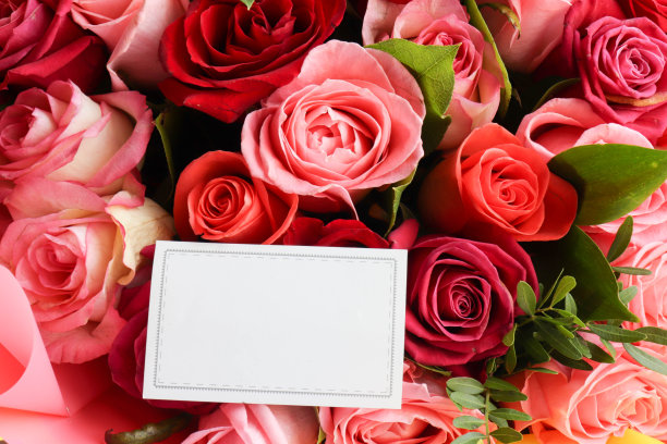 美丽的花图片下载