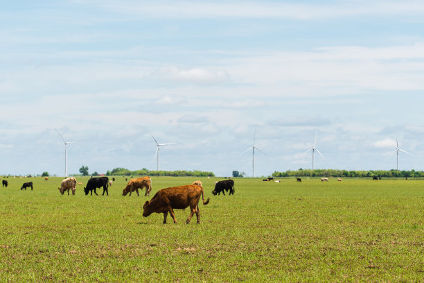 在风力涡轮机间吃草的牛群图片下载
