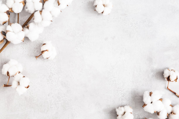 花组成。混凝土灰色背景上的棉花花。平铺，俯视图图片下载