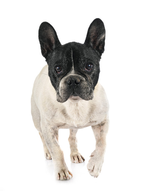 法国斗牛犬图片下载