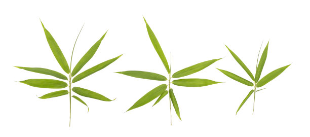 带裁剪路径的竹叶，白色背景图片下载