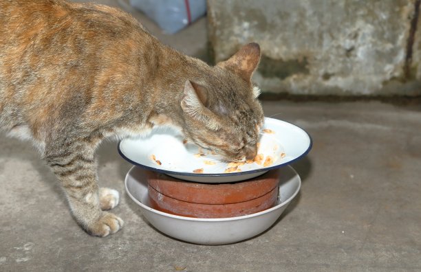猫吃盘子里的食物图片下载