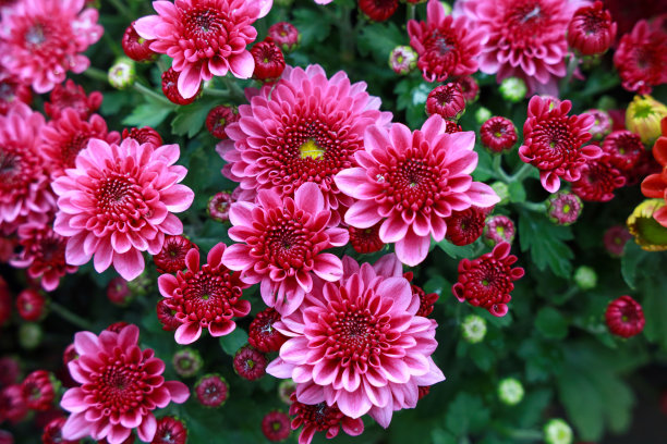 深红的菊花正在盛开，颜色艳丽。图片下载