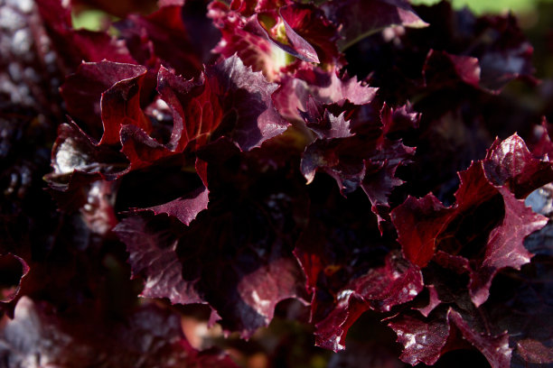鲜花照片，背景有鲜花，绿色植物有鲜花图片下载