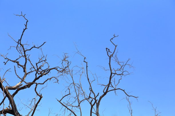 那棵树死立在蓝天的衬托下图片下载