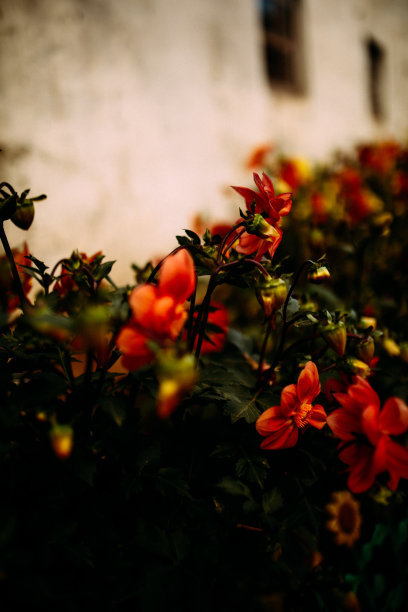 粉红色和红色的花园花朵，暗色的照片和噪音图片下载