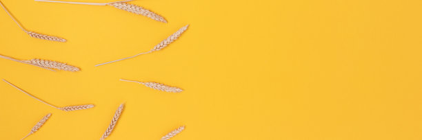 在黄色背景上的小麦小穗图案的边框。图片下载