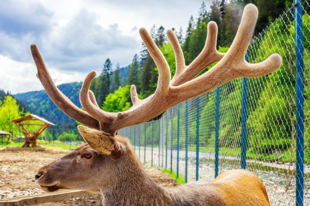 马鹿的肖像与大天鹅绒的角。鹿角头在农场，侧面图片下载