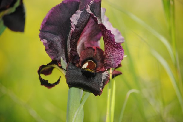 植物：黑色鸢尾花，盛开的鲜花，美丽的鲜花图片下载