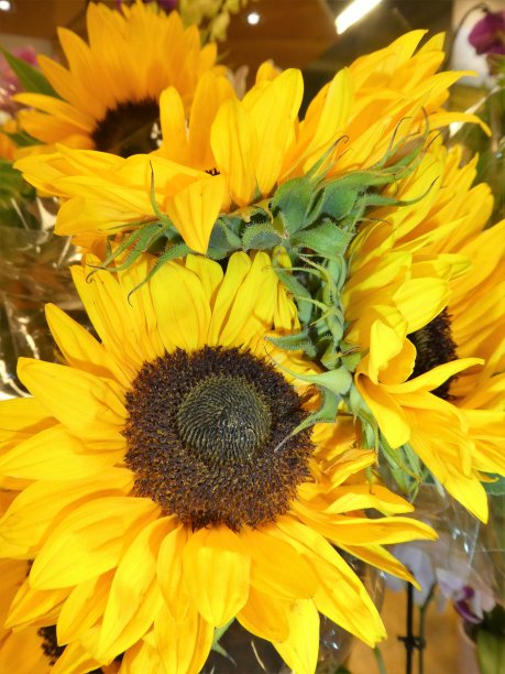 大的黄色的向日葵图片下载