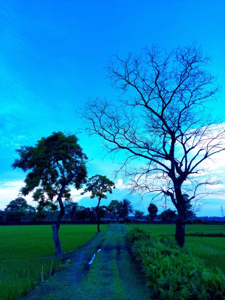 在农民的土地上种树图片下载