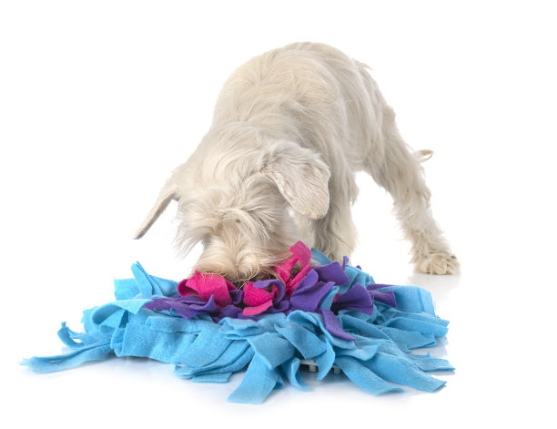 小型白色雪纳瑞犬图片下载