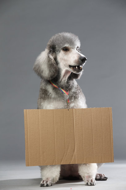 贵宾犬图片下载