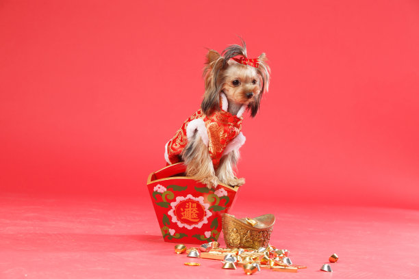 约克夏犬图片下载