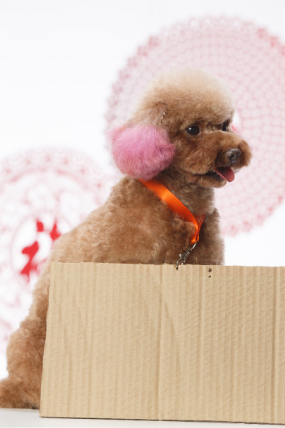 可爱的贵宾犬图片下载