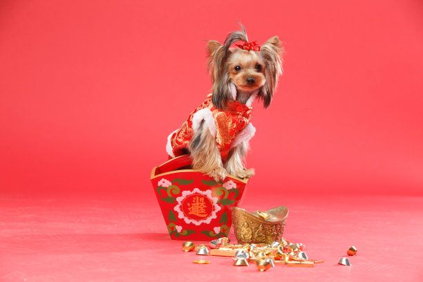 约克夏犬图片下载