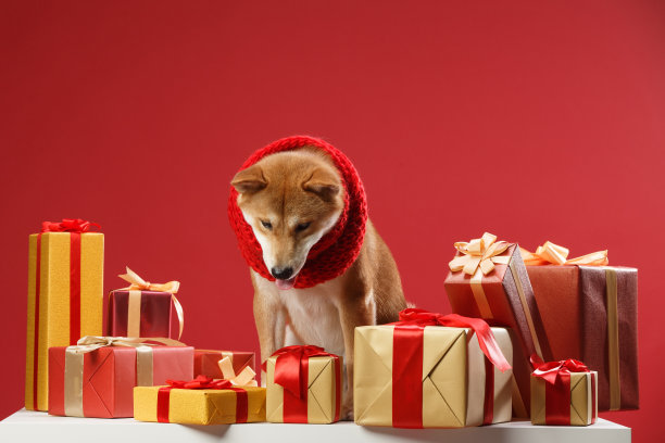 可爱的柴犬图片下载