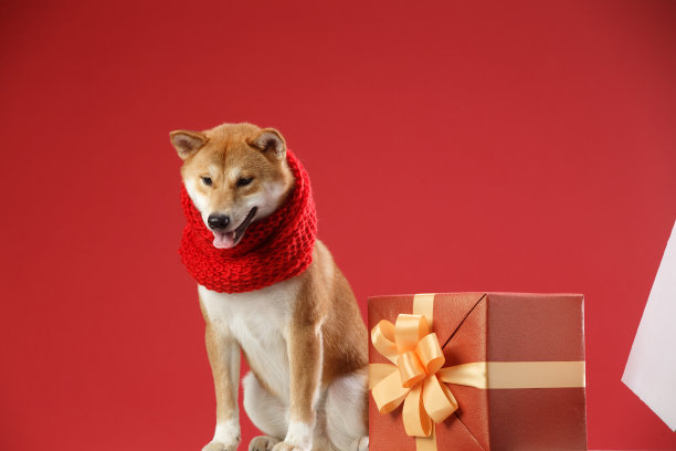 可爱的柴犬图片下载