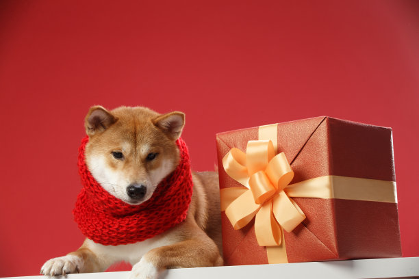 可爱的柴犬图片下载