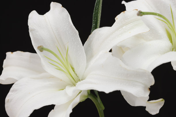 百合花图片下载