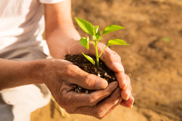 老农民手捧小苗图片下载