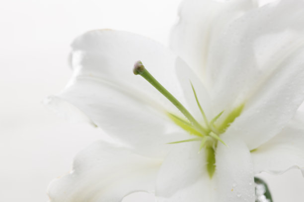 百合花图片下载