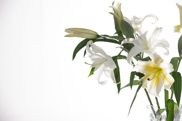 百合花图片下载